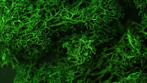Emerald green moss rotates in a circle. Stock Footage 143522531