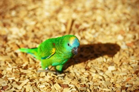 Emerald Green parrot on ocre sawdust Stock Photos