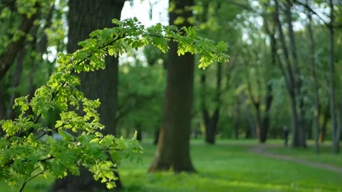 Emerald green young greenery on trees and shrubs in early spring. Stock Footage 243426947