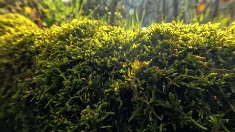 Emerald Ground Cover Creating Magical Woodland Atmosphere Stock Footage 327798232