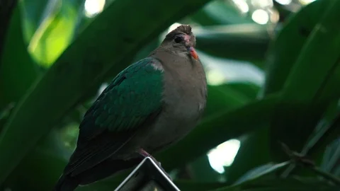 Emerald Ground Dove Stock Footage 115628341