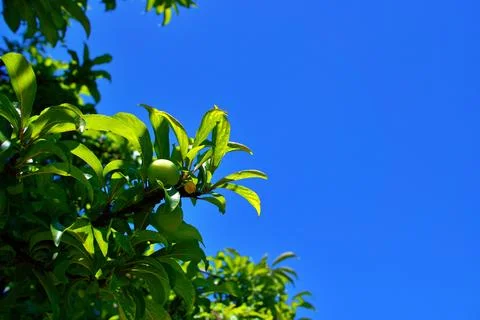Emerald Growth Beneath a Boundless Blue Foto stock