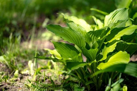 Emerald Hosta Elegance 写真素材