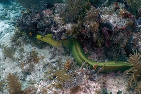 Emerald Hunter: Large Green Moray Eel Navigating a Coral Reef Stock Photos