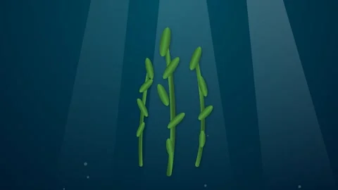 Emerald Kelp Forest Underwater Motion Graphic with Swaying Green Fronds and.. Stock-Footage 346202199
