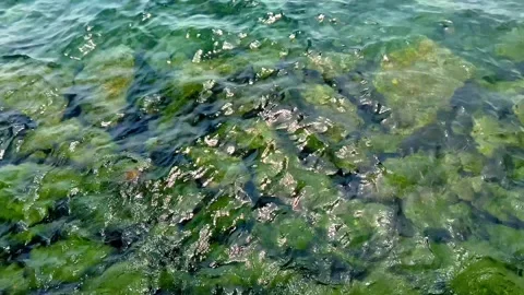 Emerald lake water surface Stock Footage 311403575