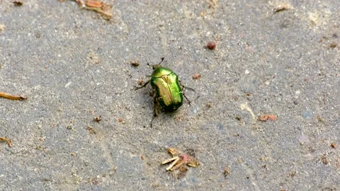 Emerald leaf beetle crawls along asphalt road. Close-up Video stock 218318509