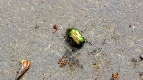 Emerald leaf beetle crawls along asphalt road Stock Footage 218318527