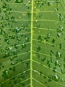 Emerald Leaf with Fresh Raindrops Stock Photos
