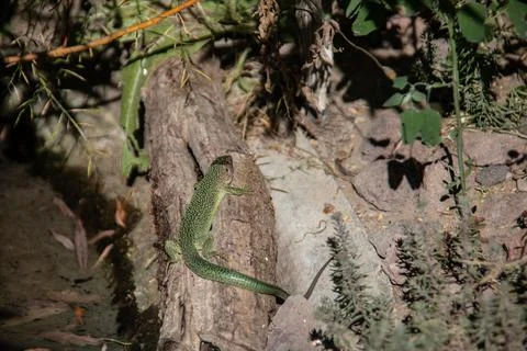 Emerald lizard perches Stock Photos