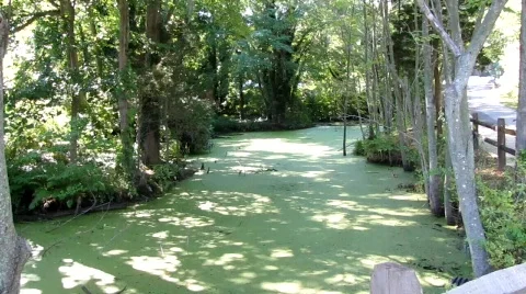 Emerald Moss Pond Stock Footage 857092