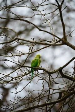 Emerald Parakeet Among Winter Branches Foto stock