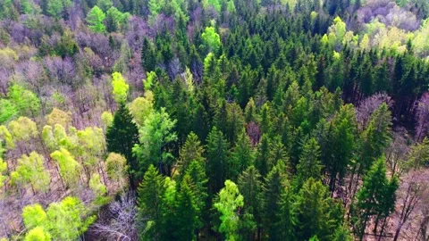 Emerald Patchwork: Aerial View of Forest in Spring Regrowth Stock Footage 274340915