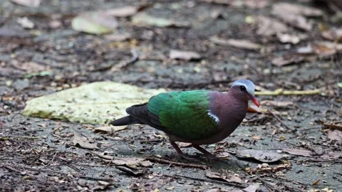 Emerald Pigeon looking for food Stock-Footage 322172992