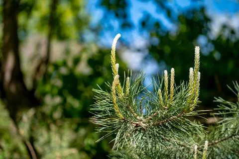Emerald Pine Awakening 写真素材