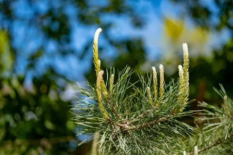 Emerald Pine Awakening 写真素材