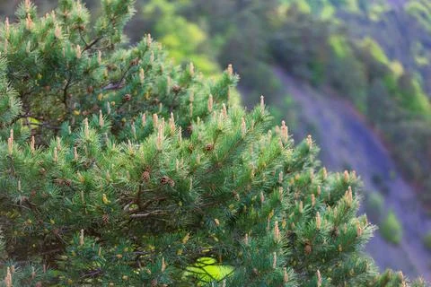Emerald pine branches with cones Stock Photos