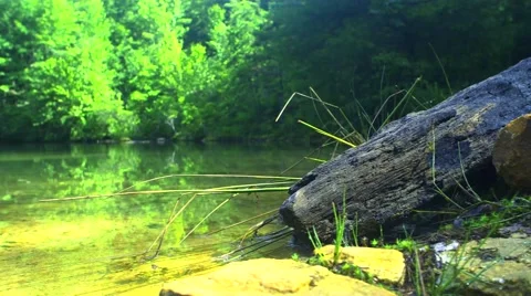 Emerald Pond Oasis (Slide) Stock Footage 65498958