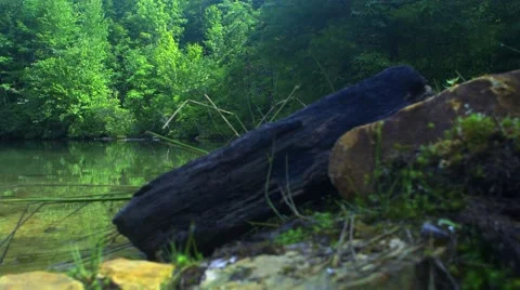 Emerald Pond Oasis (Slide) Stock Footage 65498962