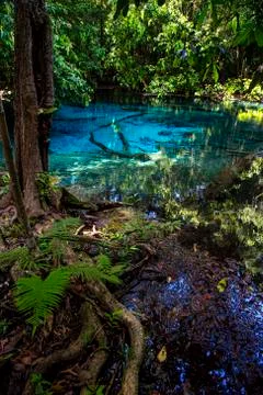 Emerald Pool-Krabi Stock Photos
