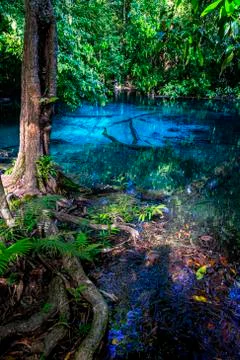 Emerald Pool-Krabi Stock Photos