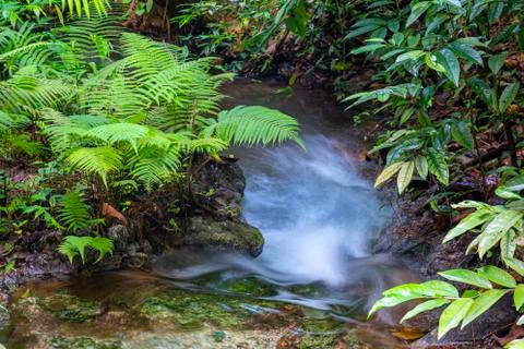 Emerald Pool-Krabi Stock Photos
