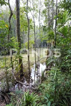 Emerald Pool Stock Photos