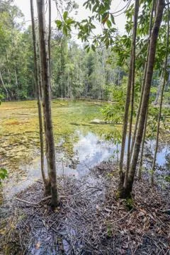 Emerald Pool 库存照片