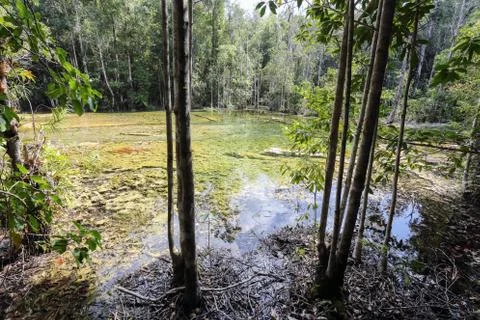 Emerald Pool Stock Photos