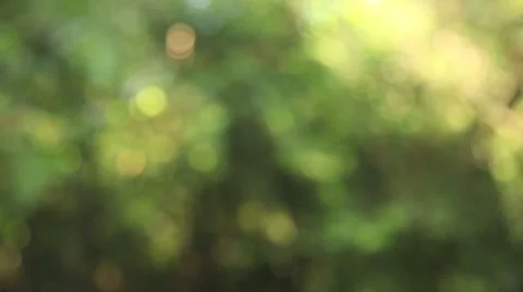 Emerald pool in Thailand Stock Footage 44914864