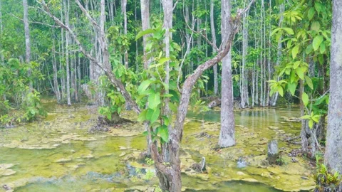 Emerald Pool Tropical Forest, Krabi, Thailand, Stock Footage 231662087