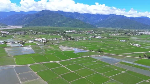 Emerald Rice Fields in the East Rift Valley Video stock 331528617