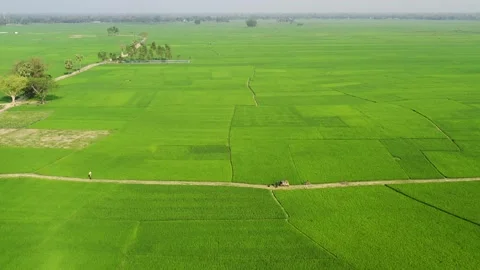 Emerald Ricefield Stock Footage 284700147