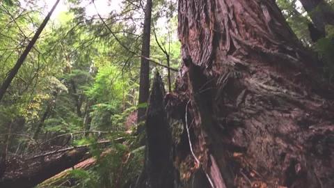 Emerald Ridge and Tall Trees Trail, Redwood National Park, California Stock Footage 332412048