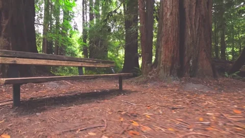 Emerald Ridge and Tall Trees Trail Serene Walk Among Giant Redwoods in Redwood N Stock Footage 332412305