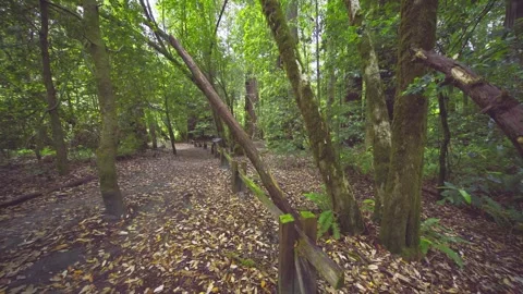 Emerald Ridge and Tall Trees Trail in Redwood National Park, California, USA Stock Footage 332417558