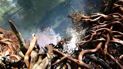 Emerald river stream flowing through the mangrove forest Stock Footage 66748544