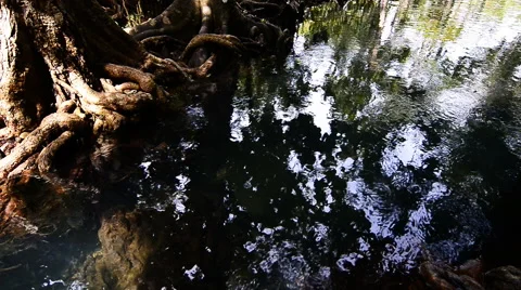 Emerald river stream flowing through the mangrove forest Stock Footage 66748878