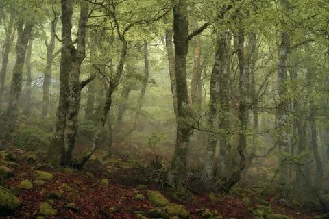 Emerald Silence Foto stock