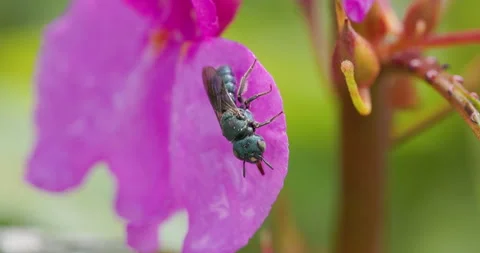 Emerald Small Carpenter Bee drinking nectar on bright pink petal at dawn Stock Footage 342217448