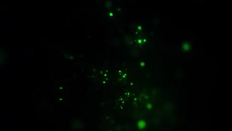 Emerald Stardust Drifting Through an Enchanted Midnight Void Vídeos de archivo 346131114