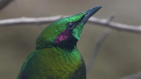 An emerald starling bird resting Stock Footage 265781139