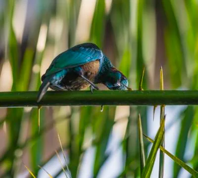 Emerald starling Stock Photos