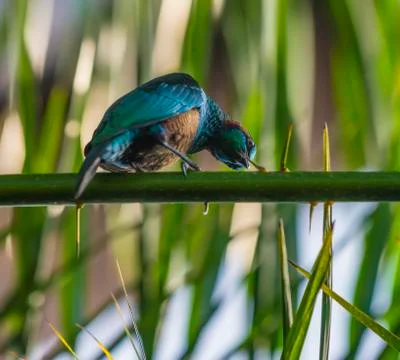 Emerald starling Stock Photos