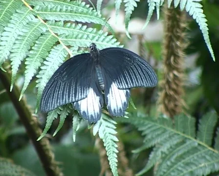 Emerald Swallowtail (Papilio Palinurus) Stockbeeldmateriaal 328878