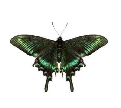 Emerald swallowtail Stock Photos