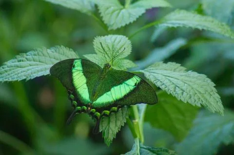 Emerald swallowtail Stock Photos