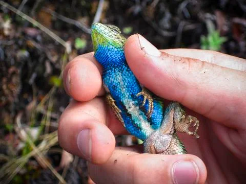 Emerald swift being handled in Costa Rica Stock Photos