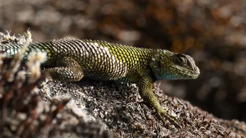 Emerald swift or green spiny lizard - Sceloporus malachiticus, species of small  Stock Footage 153021311