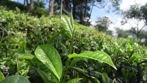 Emerald Tea Leaves Video stock 283426167
